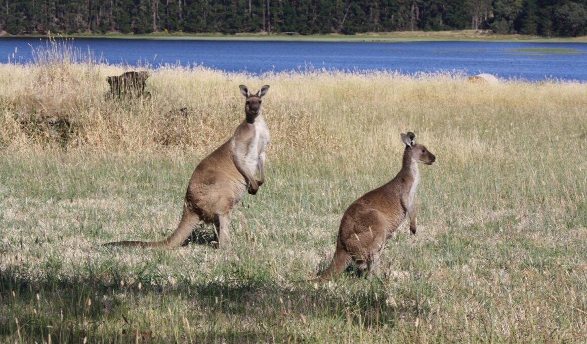 australia on the road