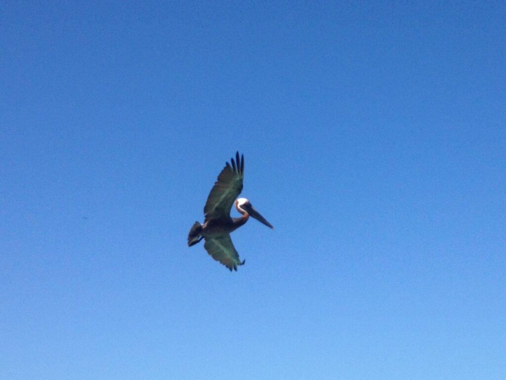 Aruba cosa fare