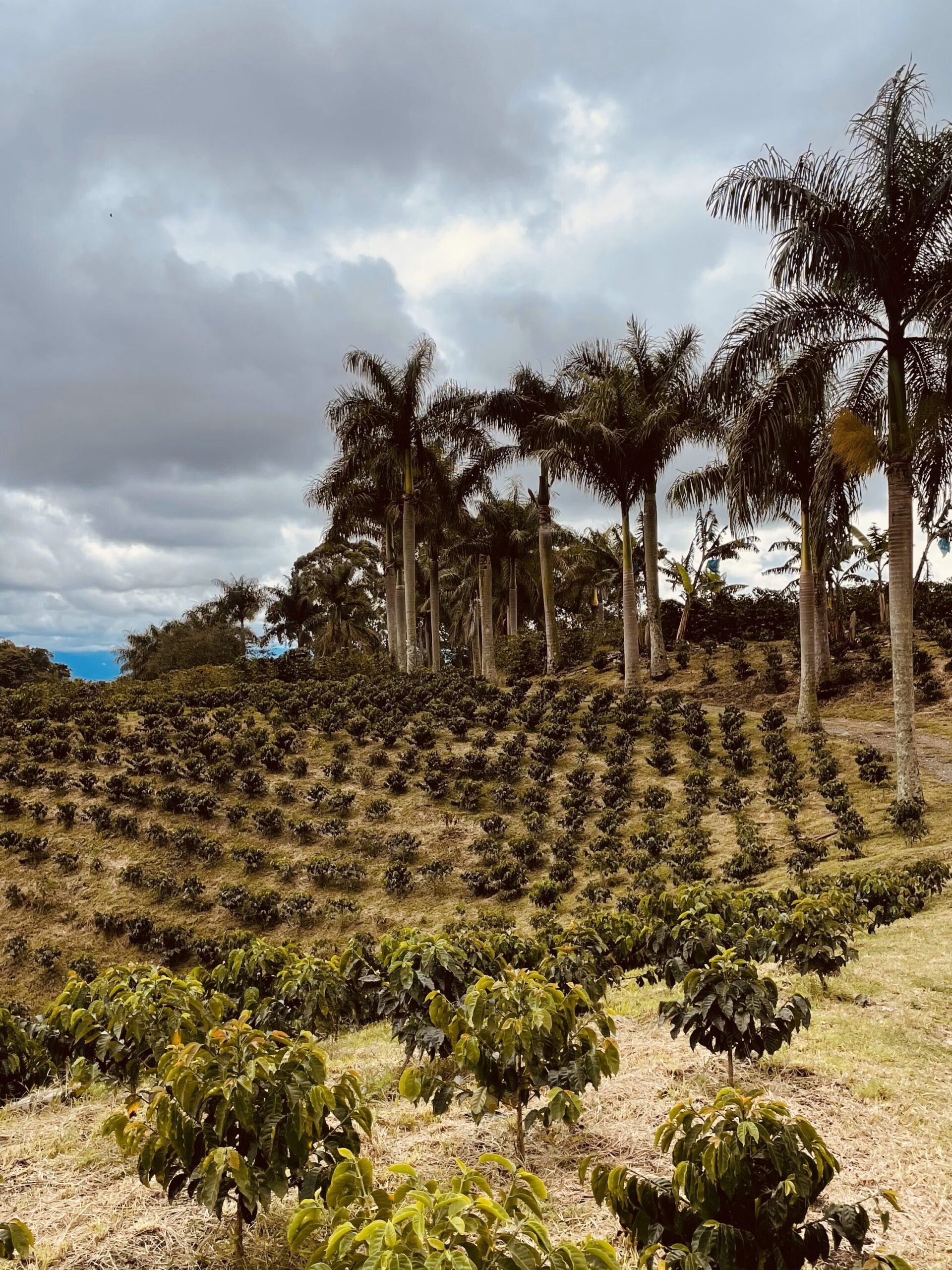 Eje Cafetero Colombia