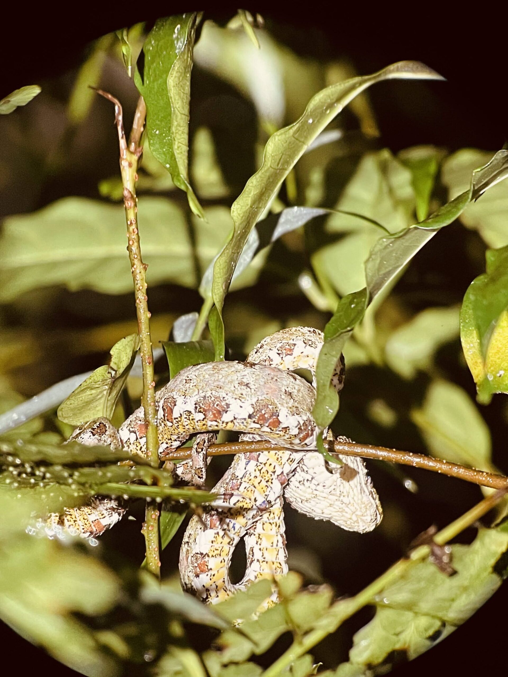 Costa_Rica_parchi_nazionali