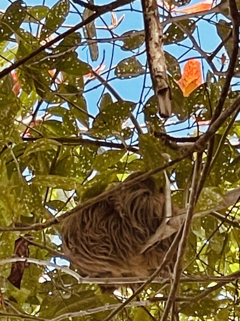 Costa_Rica_parchi_nazionali_Cahuita