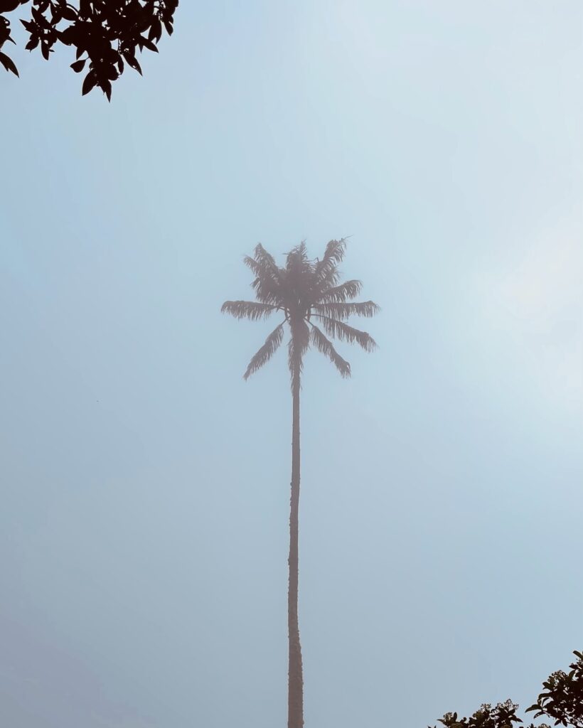 Valle del Cocora Colombia