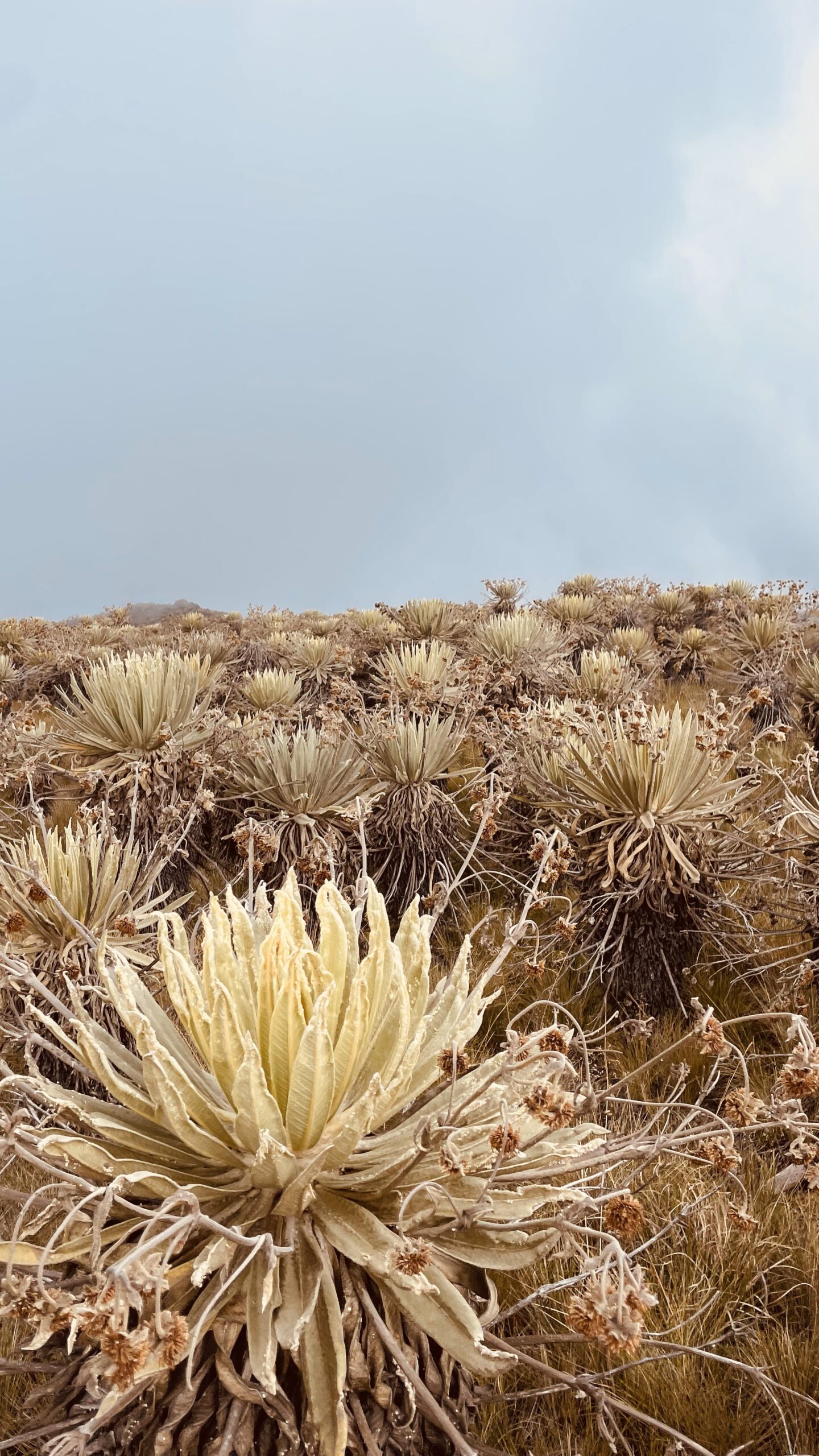 Páramo de Sumapaz