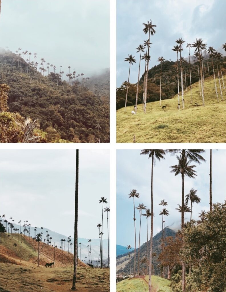 Valle_del_Cocora_Colombia