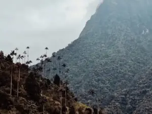 ColombiaValle del Cocora: trekking alla scoperta delle palme da cera più alte del mondo