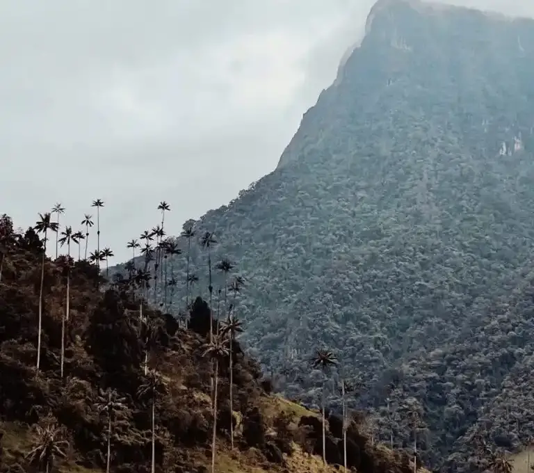 ColombiaValle del Cocora: trekking alla scoperta delle palme da cera più alte del mondo