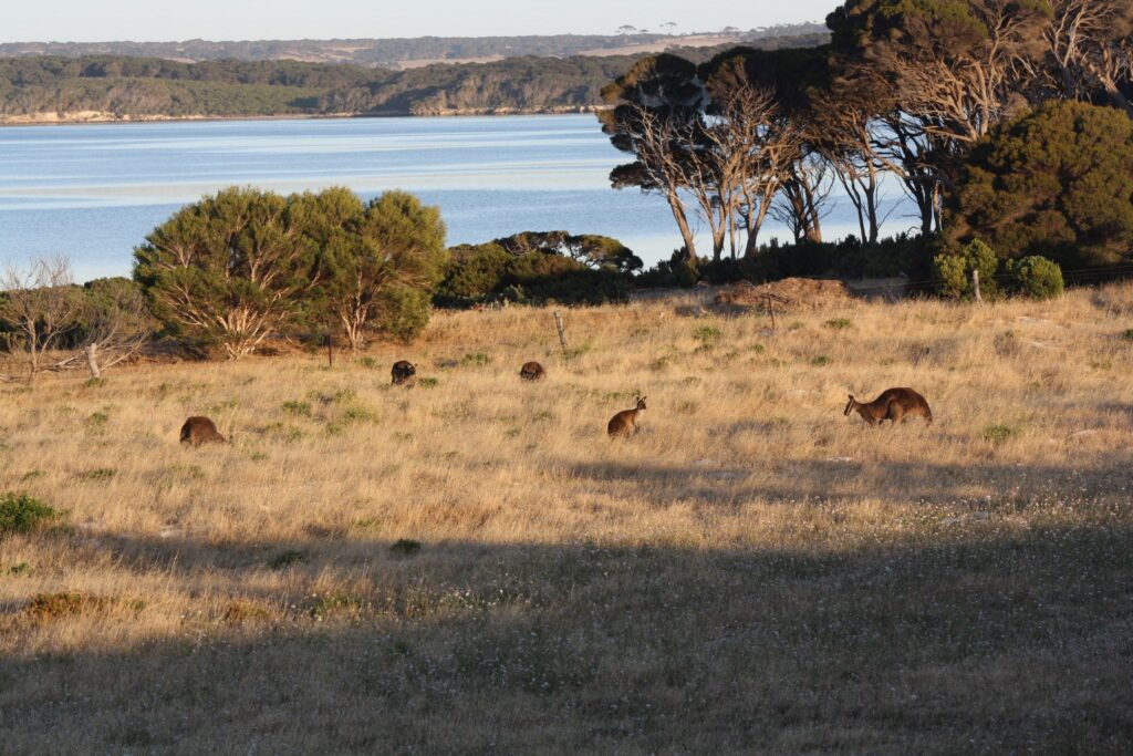 Australia on the road Kangaroo Island