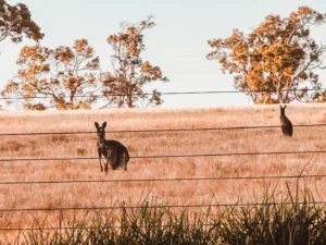 Western Australia itinerario