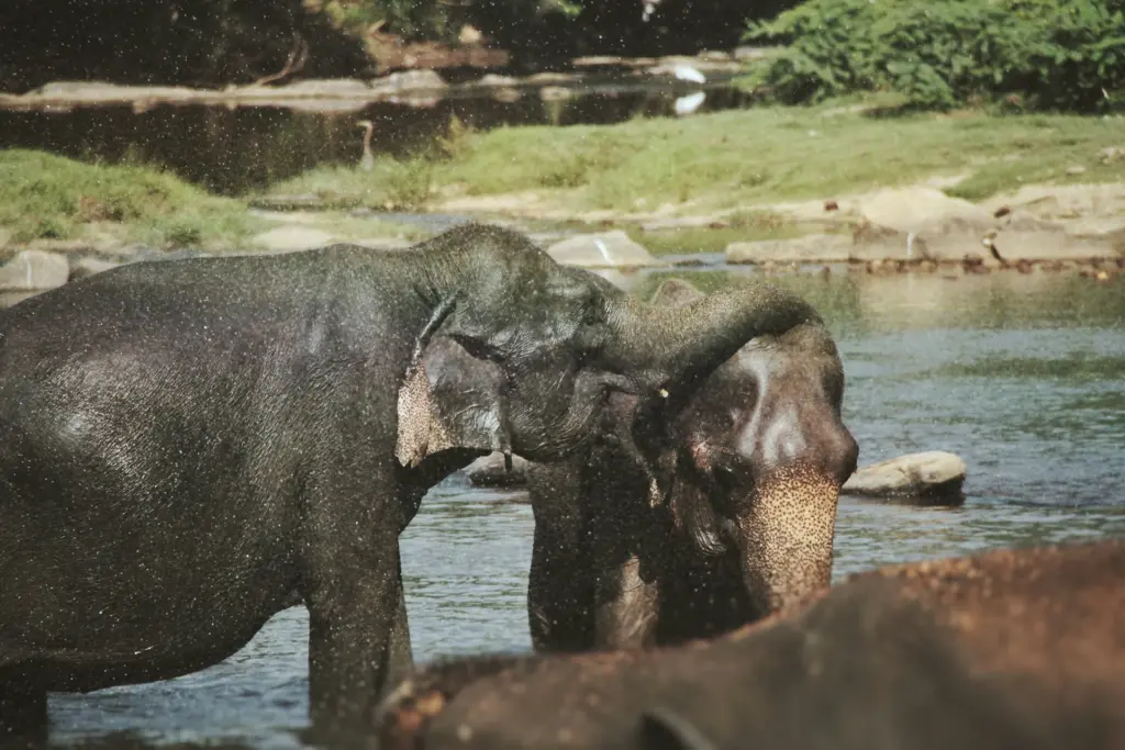 Udawalawe