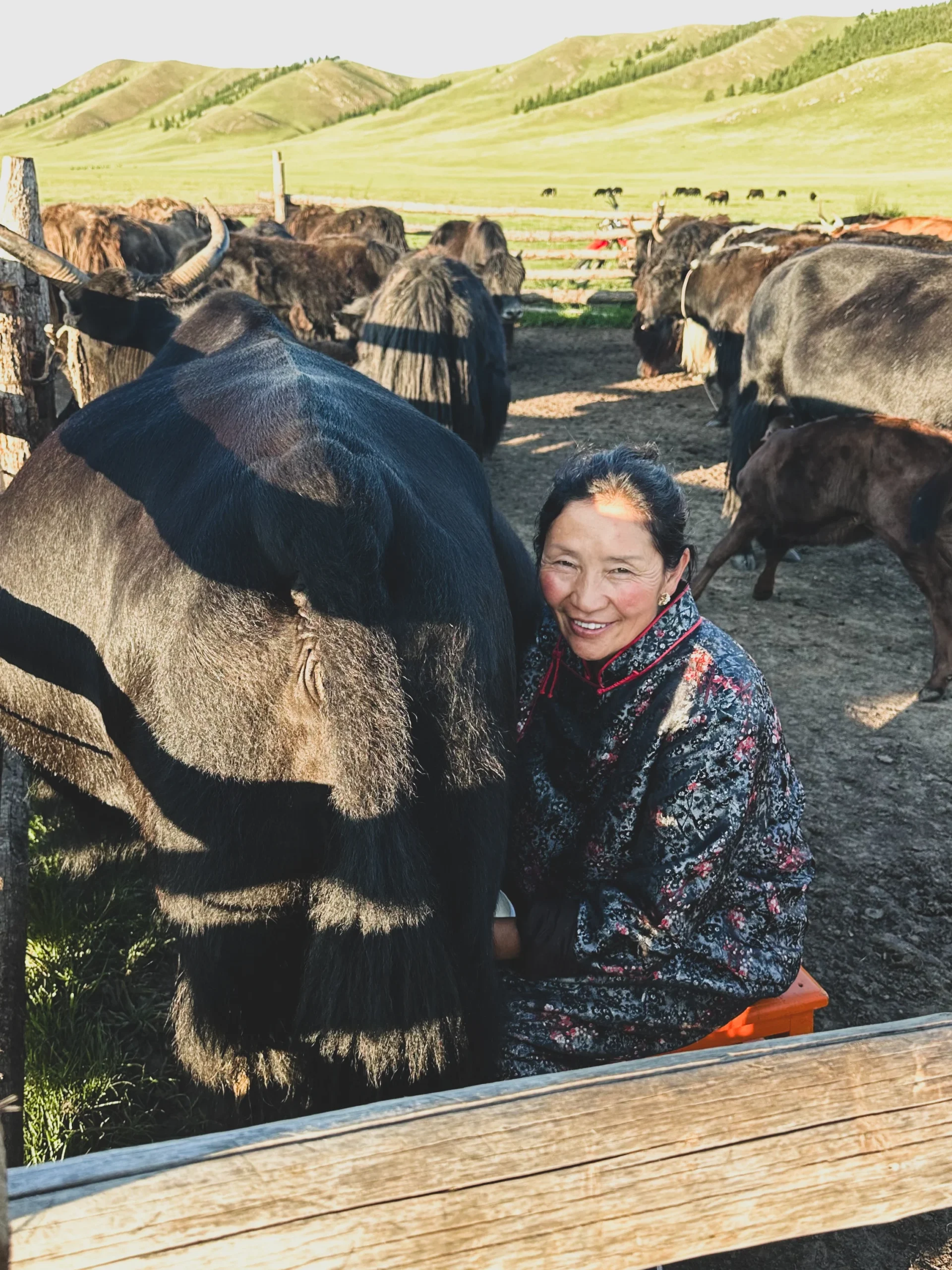 mungitura degli yak in mongolia